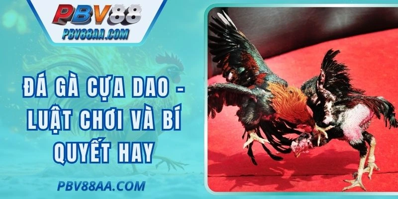 Đá Gà Cựa Dao - Luật Chơi Và Bí Quyết Hay Tại PBV388