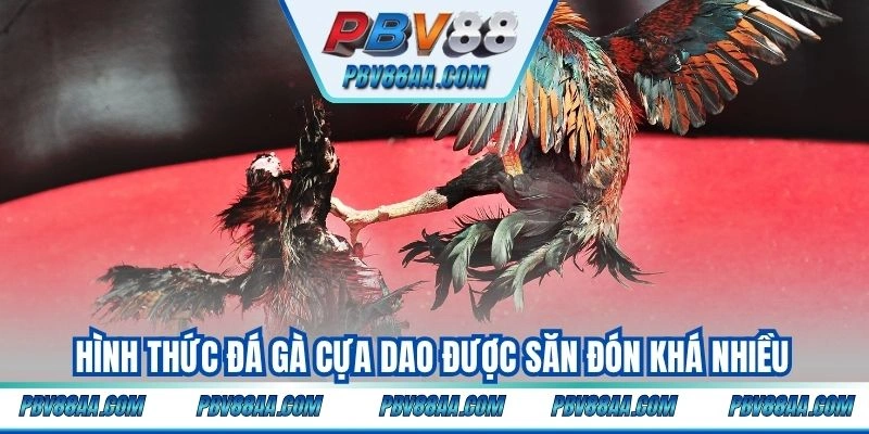 Hình thức đá gà cựa dao được săn đón khá nhiều