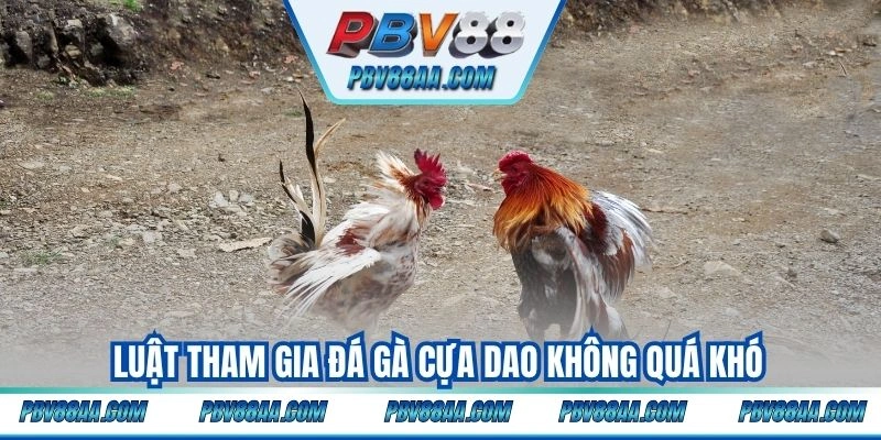 Luật tham gia đá gà cựa dao không quá khó