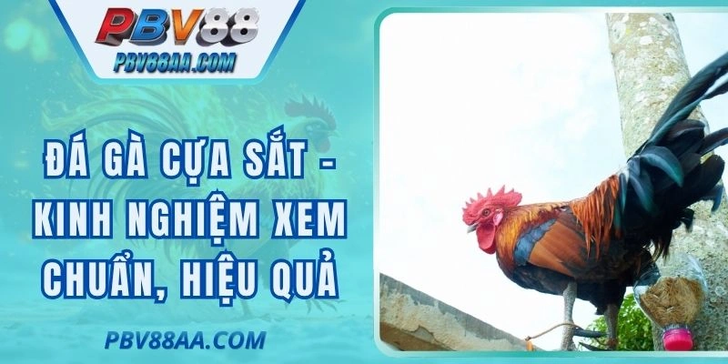Đá Gà Cựa Sắt - Kinh Nghiệm Xem Chuẩn, Hiệu Quả Cao