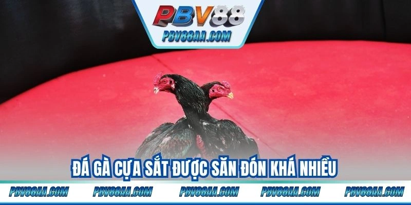 Đá gà cựa sắt được săn đón khá nhiều