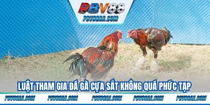Luật tham gia đá gà cựa sắt không quá phức tạp
