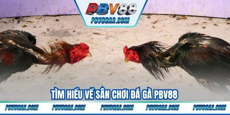 Tìm hiểu về sân chơi đá gà PBV88
