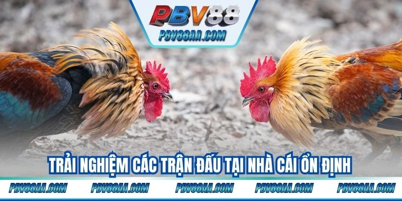 Trải nghiệm các trận đấu tại nhà cái ổn định