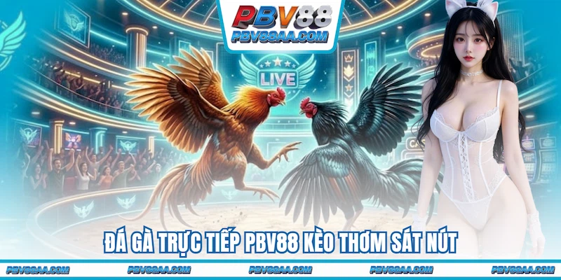 Đá gà trực tiếp PBV88 kèo thơm sát nút